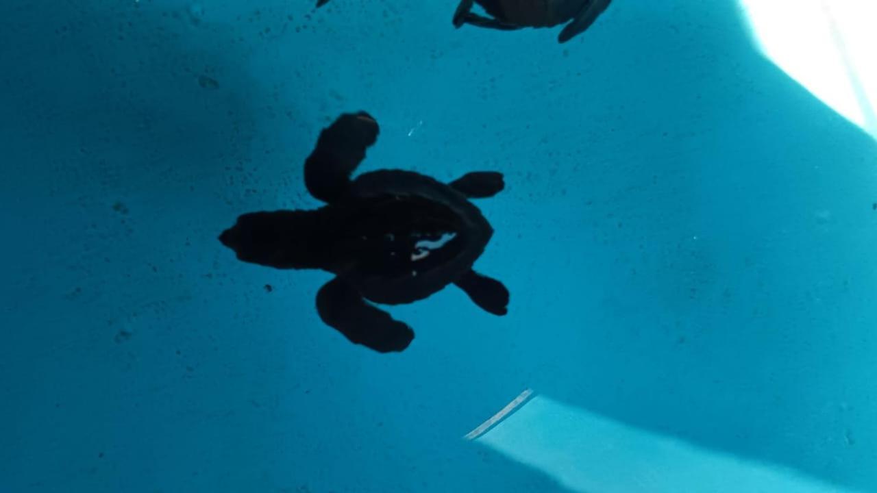 The Beach Bungalows & Turtle Sanctuary Pemuteran Εξωτερικό φωτογραφία