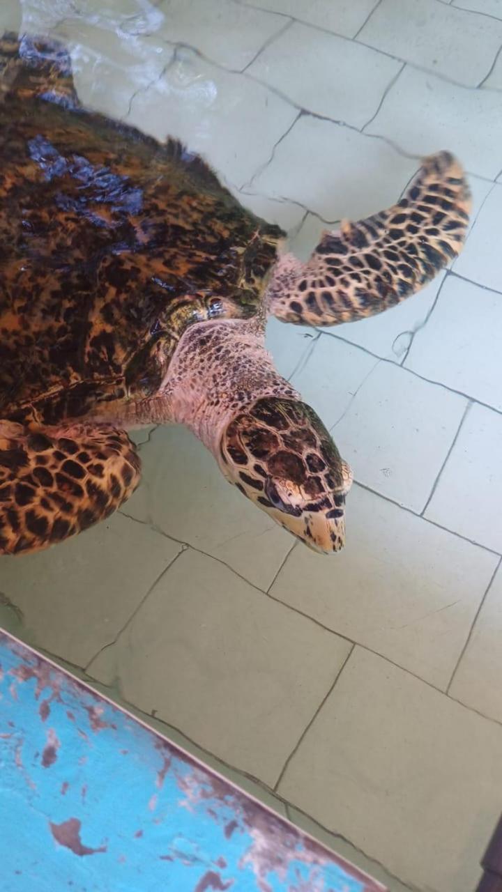 The Beach Bungalows & Turtle Sanctuary Pemuteran Εξωτερικό φωτογραφία