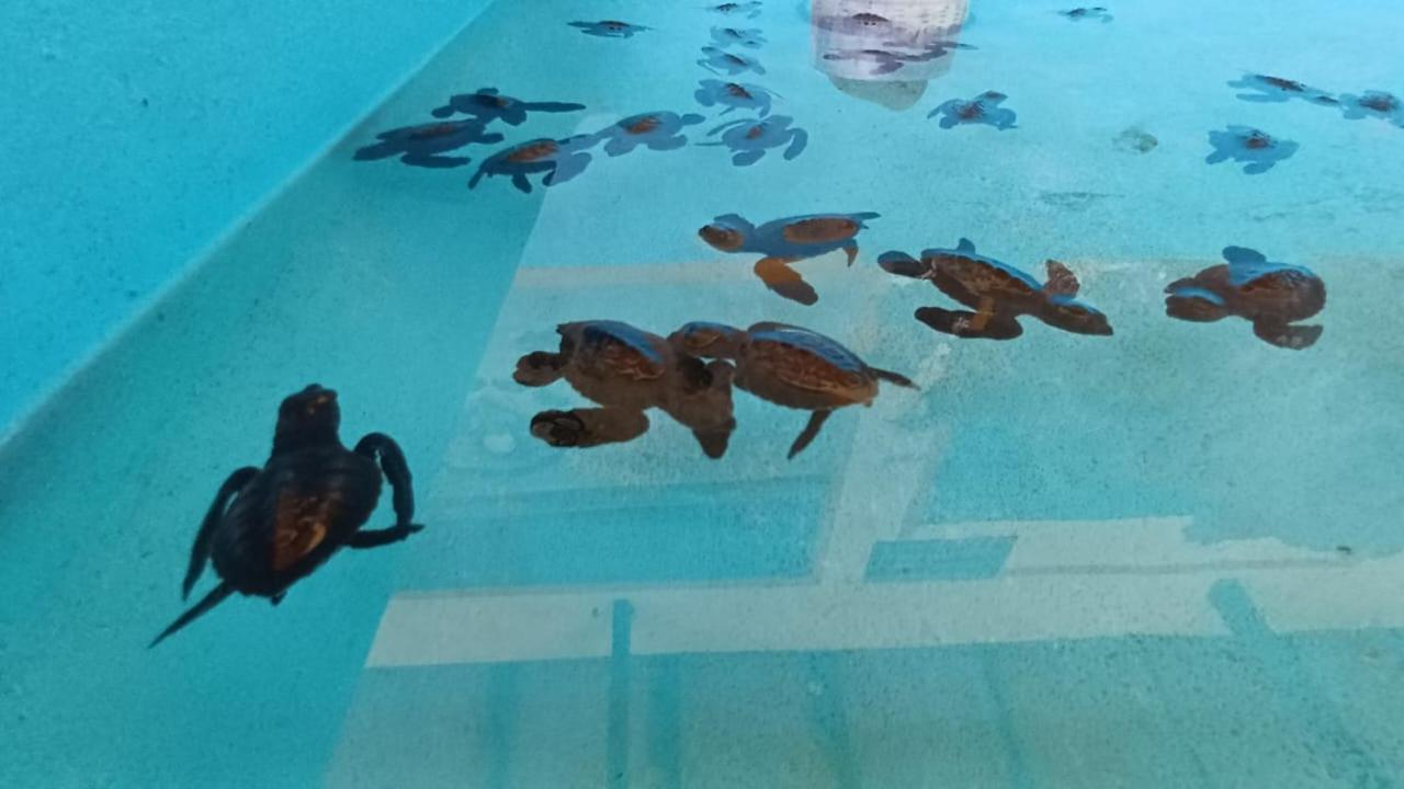 The Beach Bungalows & Turtle Sanctuary Pemuteran Εξωτερικό φωτογραφία