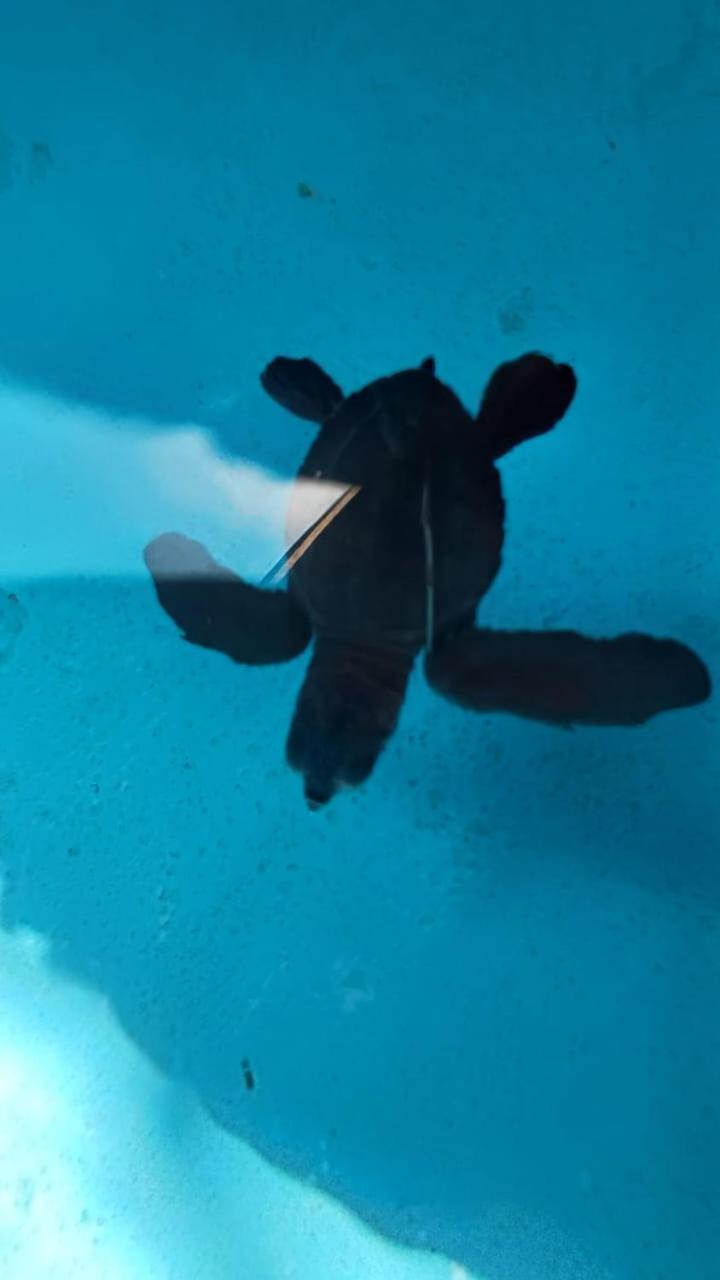 The Beach Bungalows & Turtle Sanctuary Pemuteran Εξωτερικό φωτογραφία