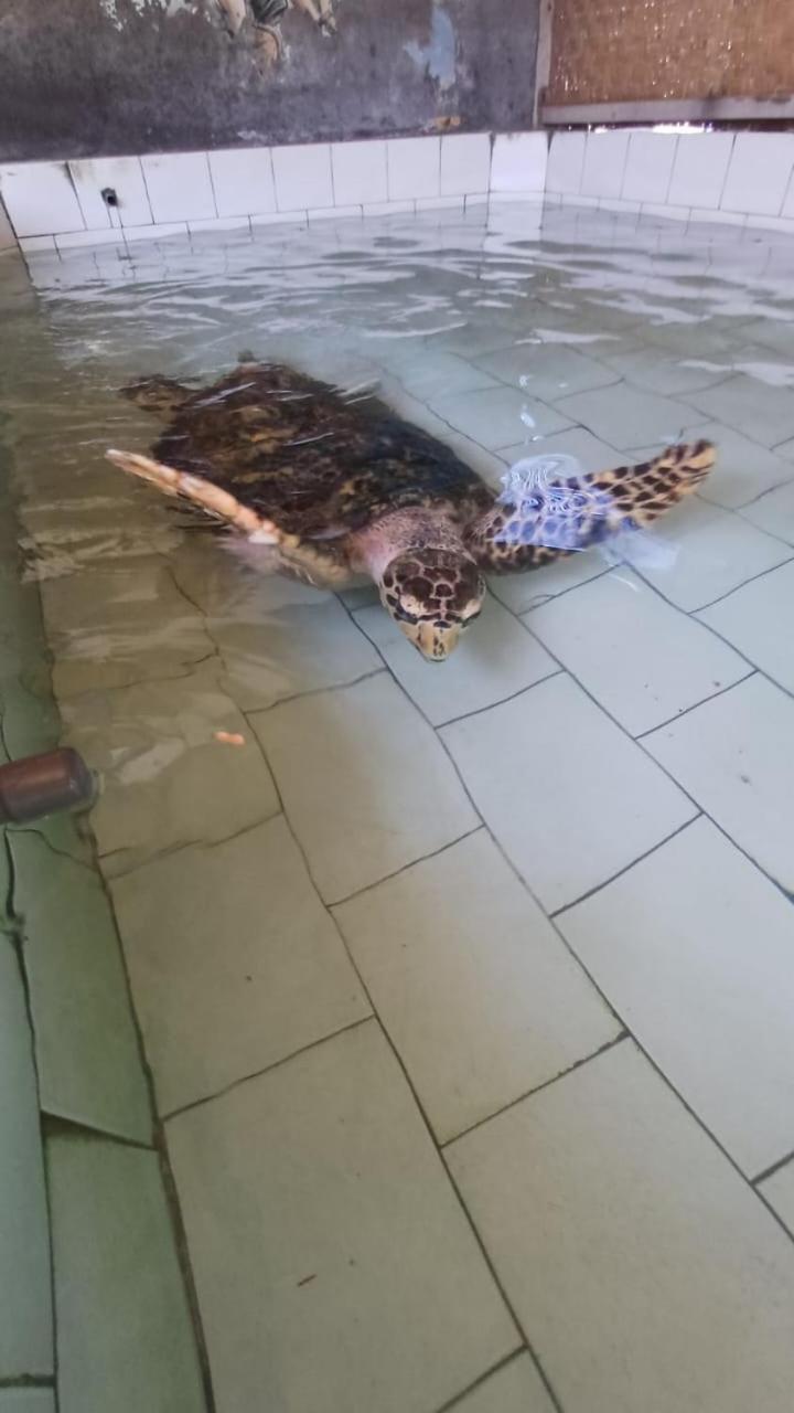 The Beach Bungalows & Turtle Sanctuary Pemuteran Εξωτερικό φωτογραφία
