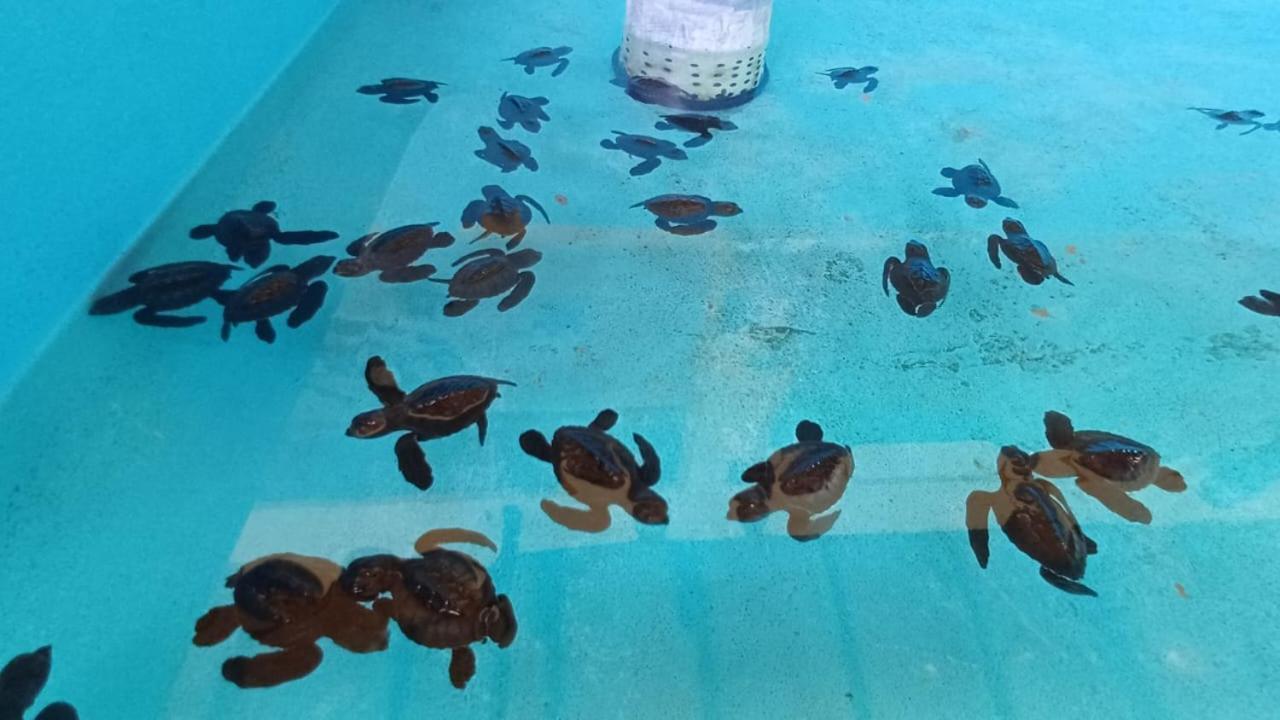 The Beach Bungalows & Turtle Sanctuary Pemuteran Εξωτερικό φωτογραφία